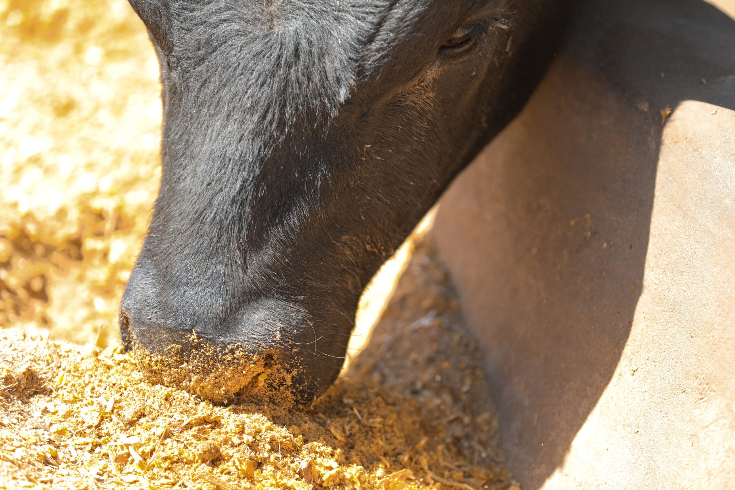 2018_WranglerFeedyard_Tex_LC-0351