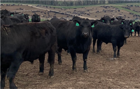 J&S Feedlot