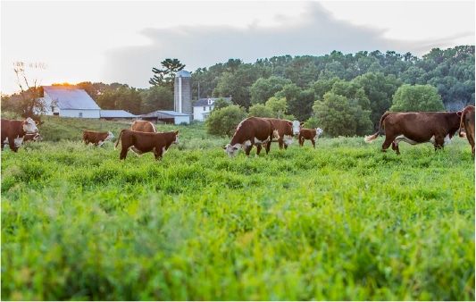 Sandrock Ranch Herefords