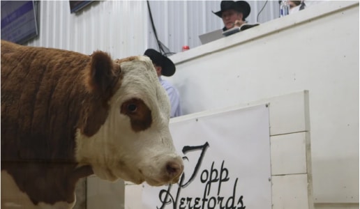 Topps Herefords