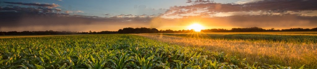 cornfield